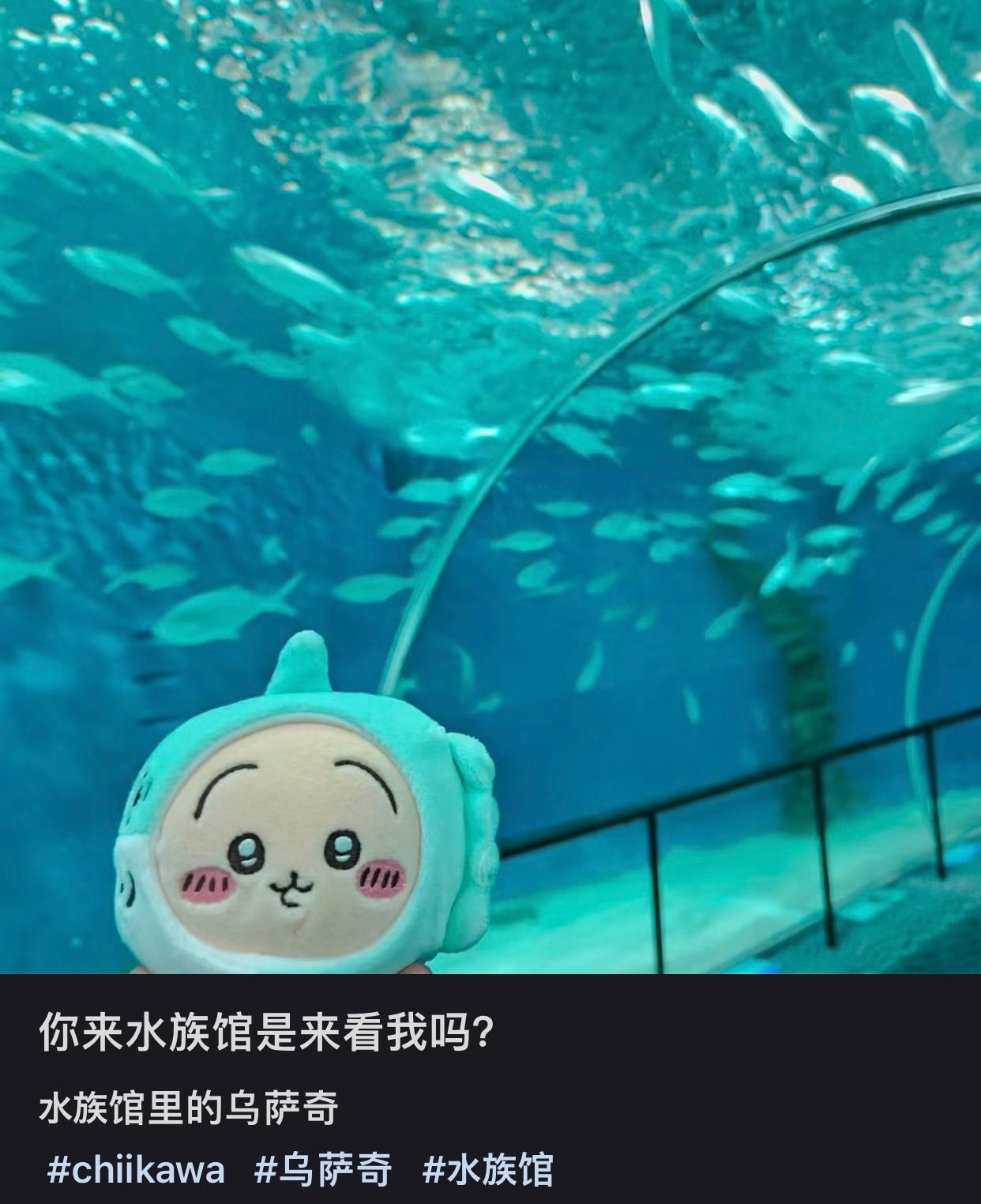 Chiikawa 吉伊卡哇|水族馆系列限定挂件