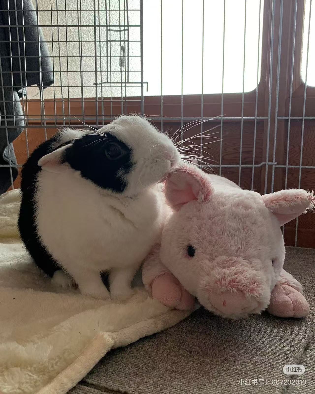 Sunlemon｜Fluffy Plush Dolls/PlushToy｜19x17x37cm approx.